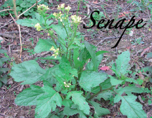 senape