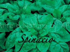 spinacio