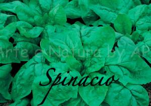 spinacio