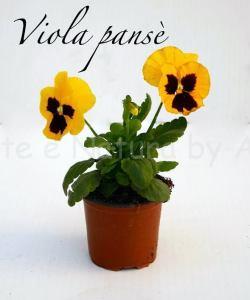 viola pansè