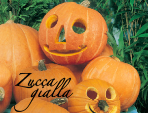 zucca gialla