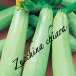 zucchina chiara