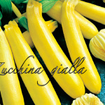 zucchina gialla