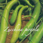 zucchina pergola