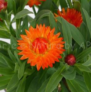 elicriso fiore di carta aps vivai scicli piante floricole