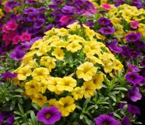 Calibrachoa aps vivai scicli piante fioricole